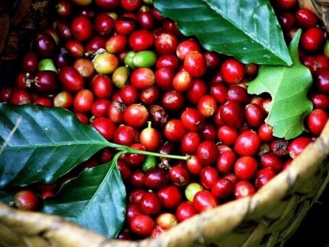Bản tin nông sản hôm nay (19-10): Giá cà phê ít biến động, giá hồ tiêu ổn định