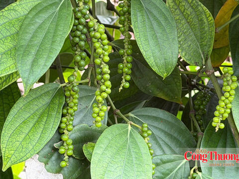 Giá tiêu hôm nay 24/10/2026: Thị trường lặng sóng