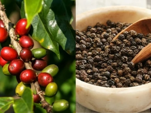 Bản tin nông sản hôm nay (29-10): Giá cà phê đảo chiều tăng, hồ tiêu neo ở mức cao