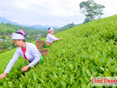 Phú Thọ: Phát huy lợi thế vùng chè, nâng tầm sản phẩm OCOP