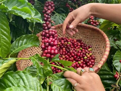 Bản tin nông sản hôm nay (30-10): Giá cà phê giảm