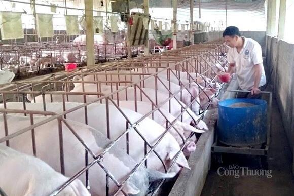 Nguồn cung phục hồi, giá heo hơi năm 2026 khó tăng mạnh