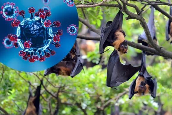 Hà Nội: Sẵn sàng ứng phó dịch bệnh do virus Nipah xâm nhập
