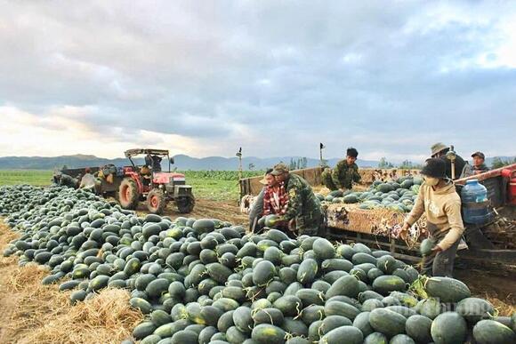 Gia Lai: Nông dân dựng chòi giữa đồng, bám ruộng dưa đón Tết