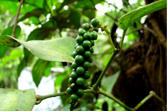 Bản tin nông sản hôm nay (4-2): Giá cà phê đồng loạt giảm, giá hồ tiêu ổn định