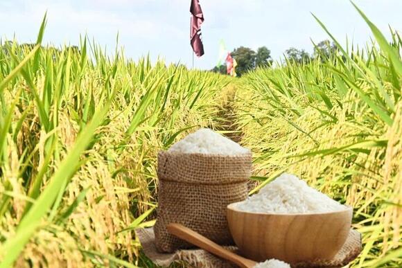 Giá lúa gạo hôm nay ngày 5/3/2026: Lúa tươi đồng loạt giảm