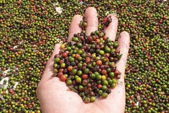 Bản tin nông sản hôm nay (7-3): Giá hồ tiêu bật tăng