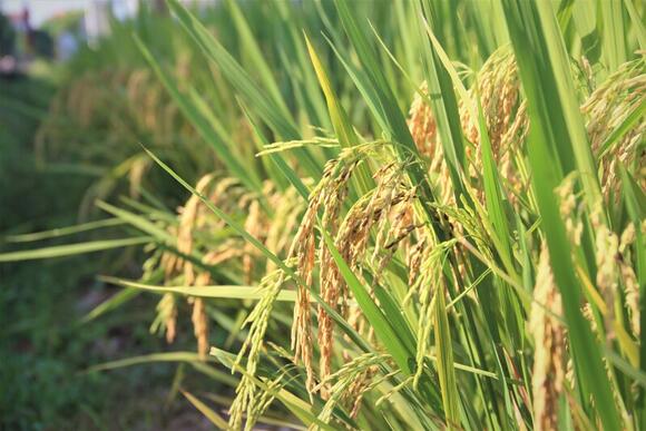 Gạo thơm Việt Nam tiếp tục mở rộng hiện diện tại thị trường EU