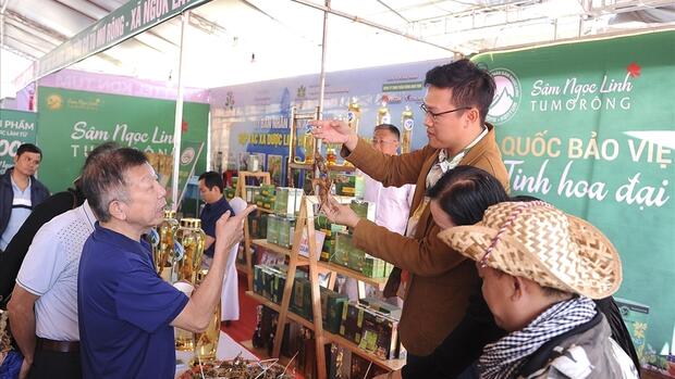 Sâm quý Ngọc Linh: Bảo tồn và mở rộng thị trường tiêu thụ