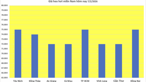 Giá heo hơi hôm nay 7/2/2026: Tiếp đà giảm tại miền Trung, miền Nam