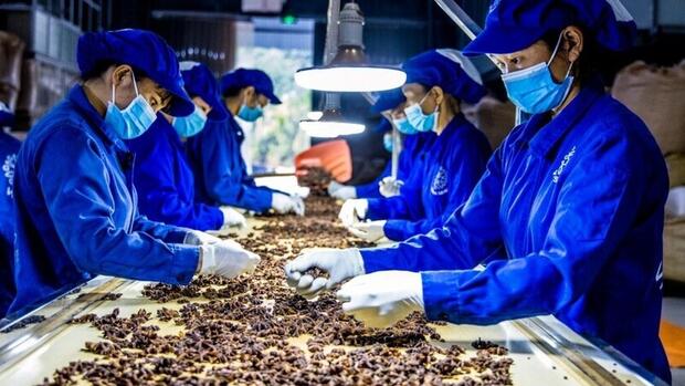 Đặc sản dược liệu Việt Nam sẵn sàng chinh phục thị trường quốc tế