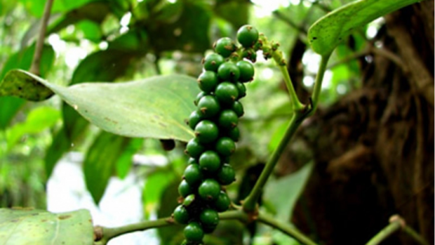 Bản tin nông sản hôm nay (28-2): Giá cà phê, hồ tiêu cùng giảm