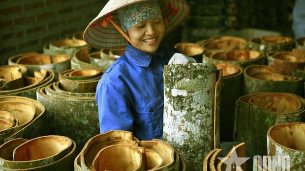 Mở rộng thị trường cho cây quế Lào Cai