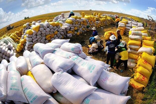 Xuất khẩu gạo năm  2025 dự kiến chỉ thu về 5,5 tỷ USD