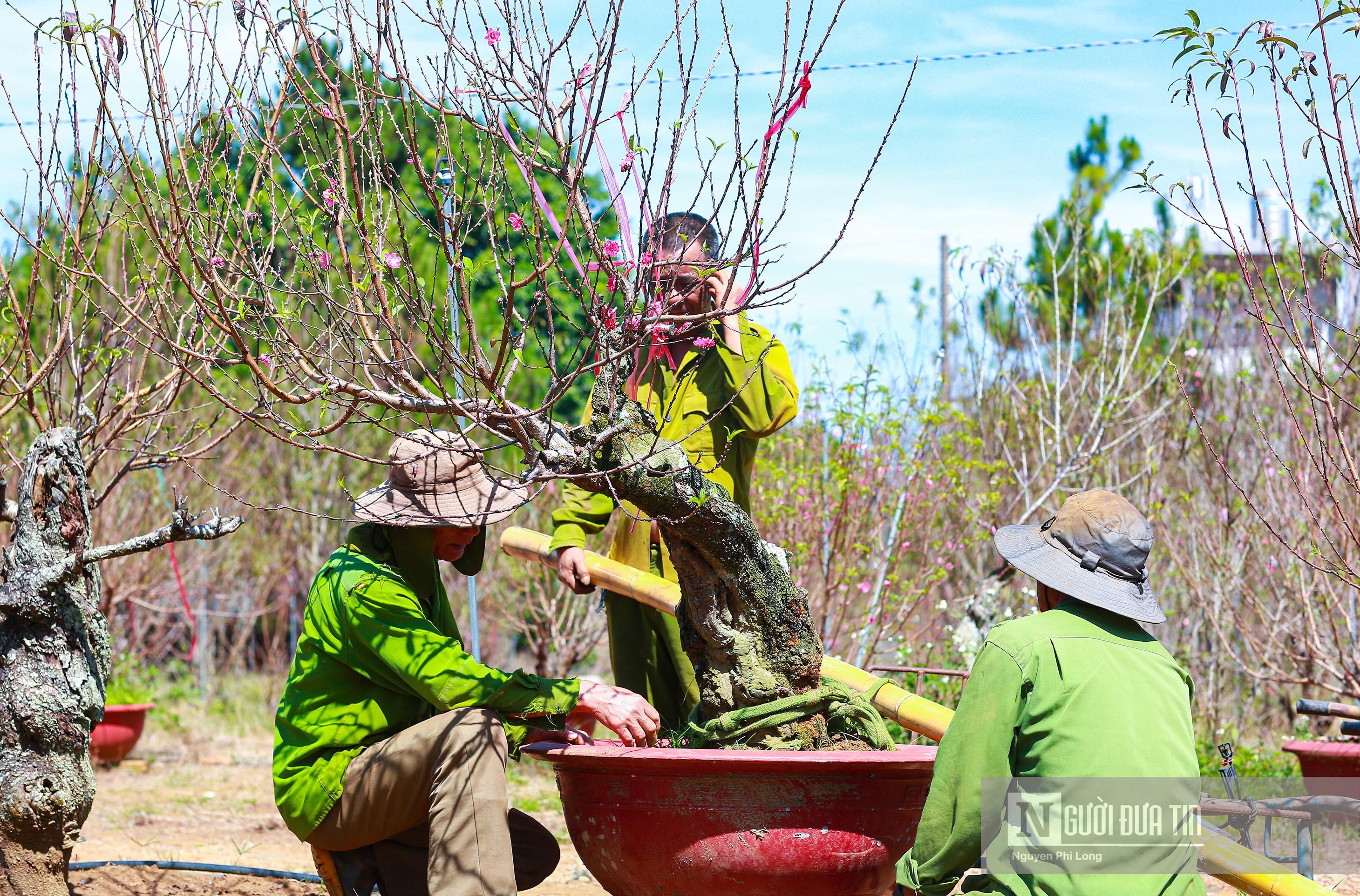 Văn hoá - Ngắm vườn đào Bắc chờ xuân trên vùng đất Tây Nguyên