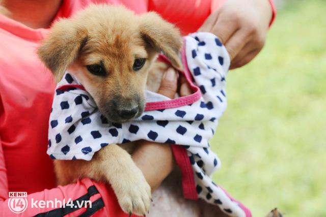 Chủ đàn chó ở Cà Mau phân trần vụ tiêu sạch hơn 120 triệu trong vòng 4 tháng, khẳng định không kêu gọi tiền từ thiện - Ảnh 13.