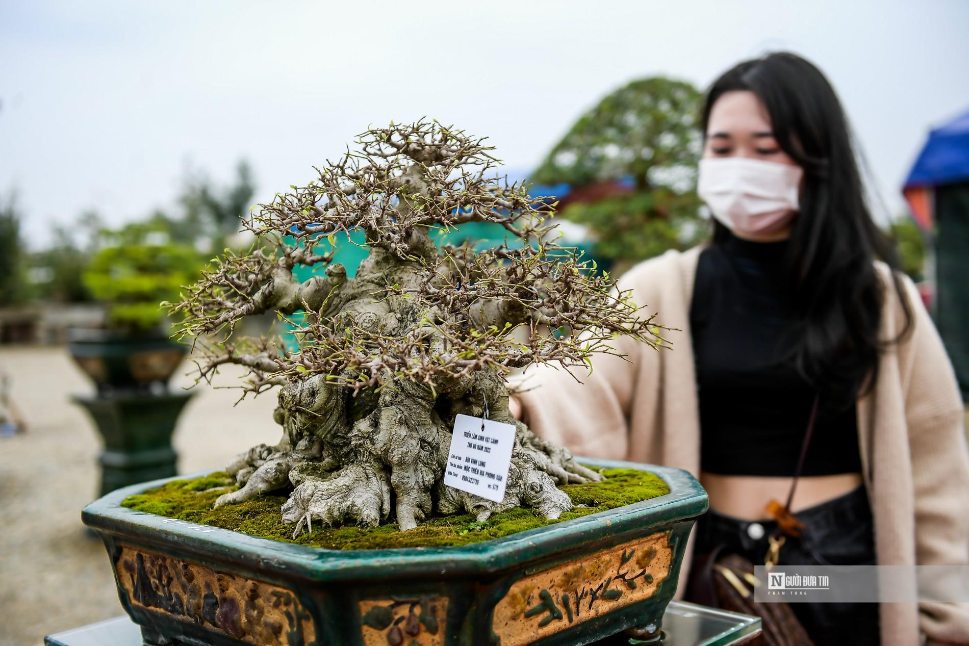 Văn hoá - Ngắm nhìn hàng loạt 'siêu cây cảnh' tiền tỷ tại Thủ đô (Hình 12).