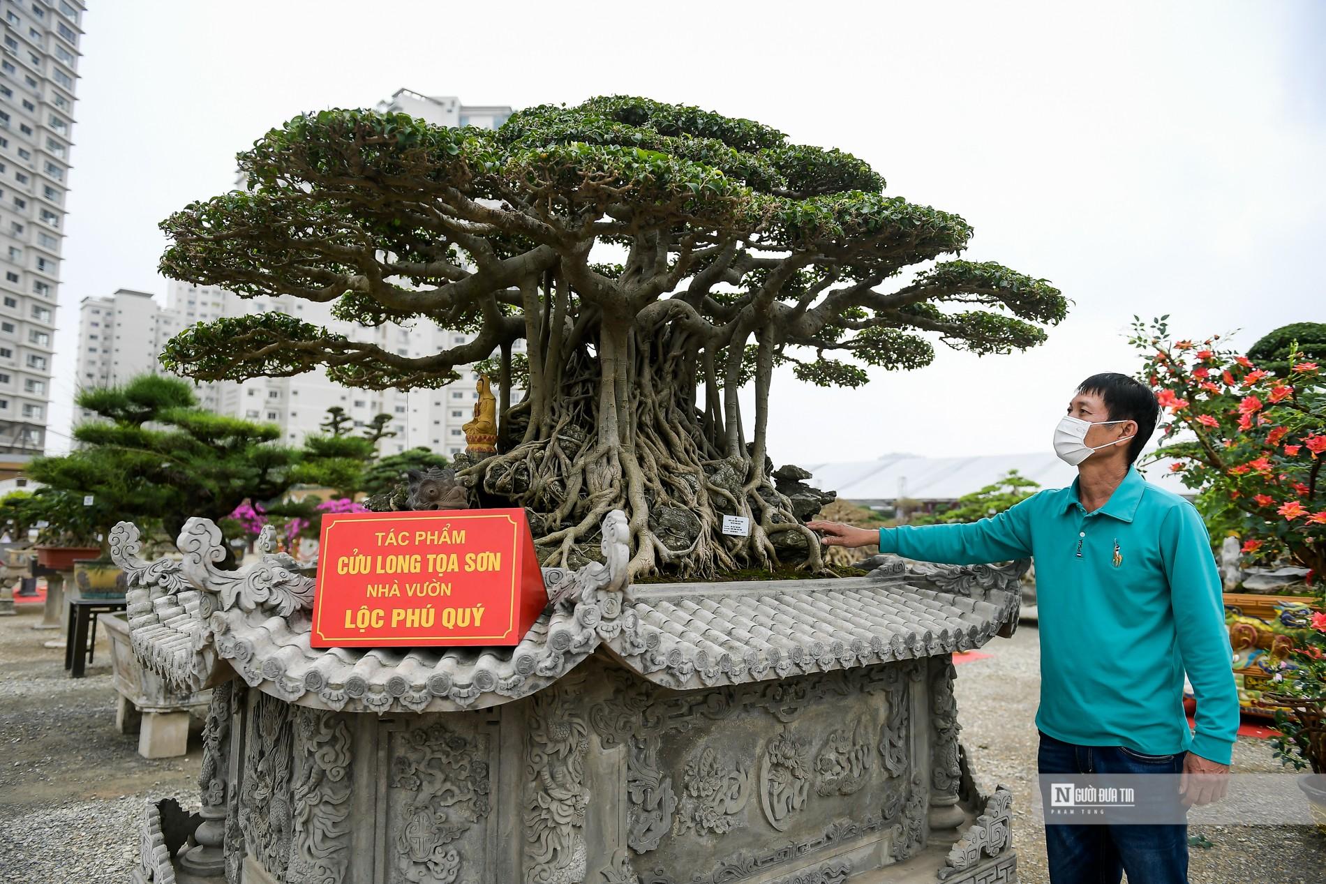 Văn hoá - Ngắm nhìn hàng loạt 'siêu cây cảnh' tiền tỷ tại Thủ đô (Hình 3).