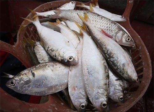 di-cho-thay-8-loai-ca-nay-phai-mua-ngay-02