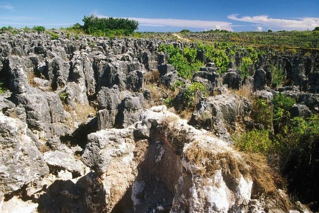 Quốc đảo Nauru kỳ lạ: Sở hữu kho báu độc nhất vô nhị từ... phân chim, lột xác thành nước giàu nhanh chóng, nhưng cũng vì thế mà đi vào khủng hoảng - Ảnh 3.