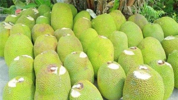 Bí quyết chọn mua mít Thái múi dày, ngọt lịm, không sợ hóa chất