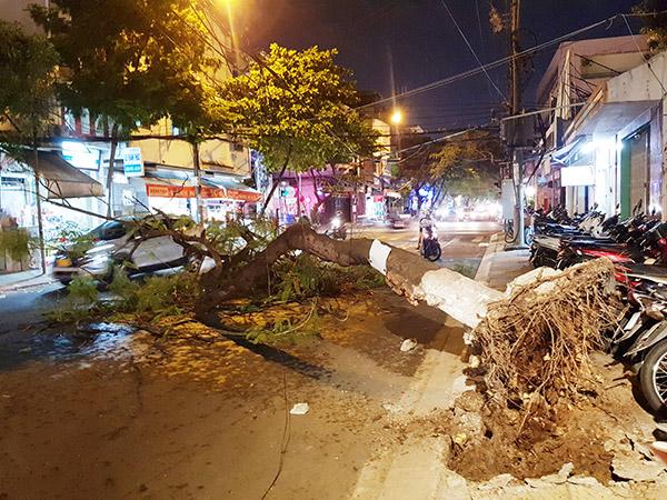 Cây xanh bất ngờ ngagx đổ trên đường Nguyễn Chí Thanh ở trung tâm TP Đà Nẵng hồi tháng 8/2022, rất may không gây ra tai nạn