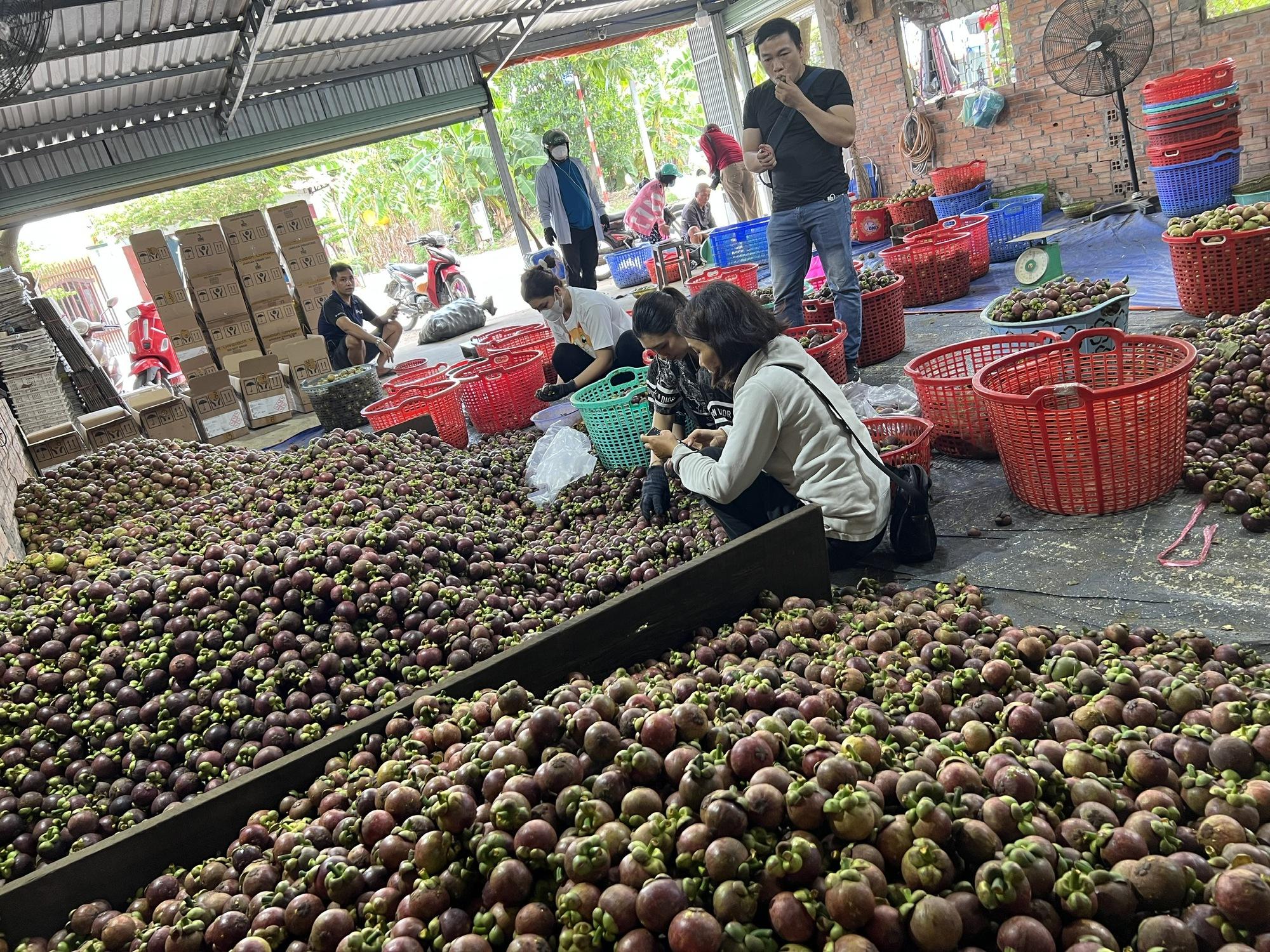 Nhiều người ở Bình Dương trúng đậm nhờ măng cụt gây sốt mạng xã hội - Ảnh 7.