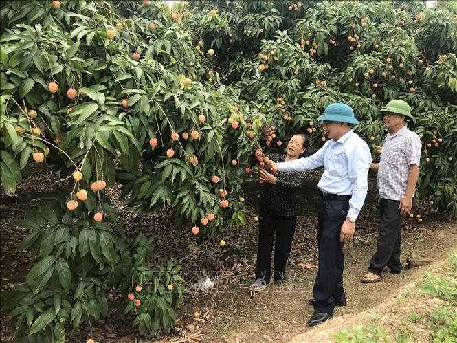 Vải sớm Thanh Hà mất mùa, được giá - Ảnh 1.