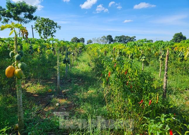 Vụ ‘bùng’ nghìn tấn đu đủ: Bất ngờ ‘cháy’ hàng, giá tăng gấp đôi - Ảnh 3.