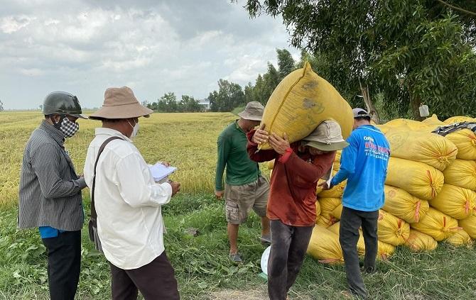 Ảnh 2: Vụ lúa hè thu năm nay được giá cao, nông dân dễ tiêu thụ.