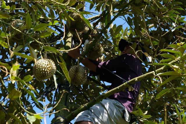 Giá sầu riêng tăng cao, nhà vườn thu nhập khủng - Ảnh 2.