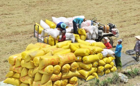 Kinh tế vĩ mô - Đảm bảo an ninh lương thực trong nước, có thể xuất khẩu trên 7,5 triệu tấn gạo