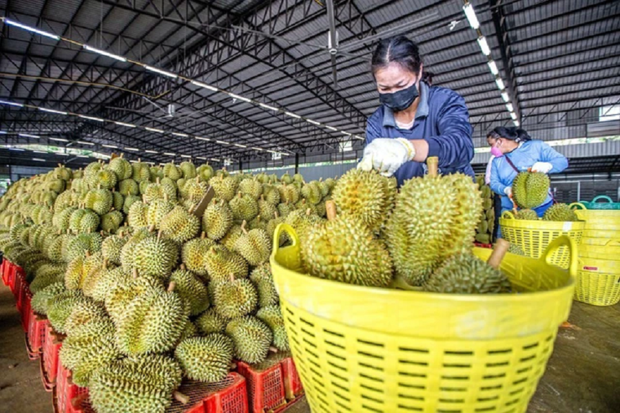 Xu hướng thị trường - Xuất khẩu sang Trung Quốc tăng ấn tượng: Kỳ vọng 'bùng nổ'