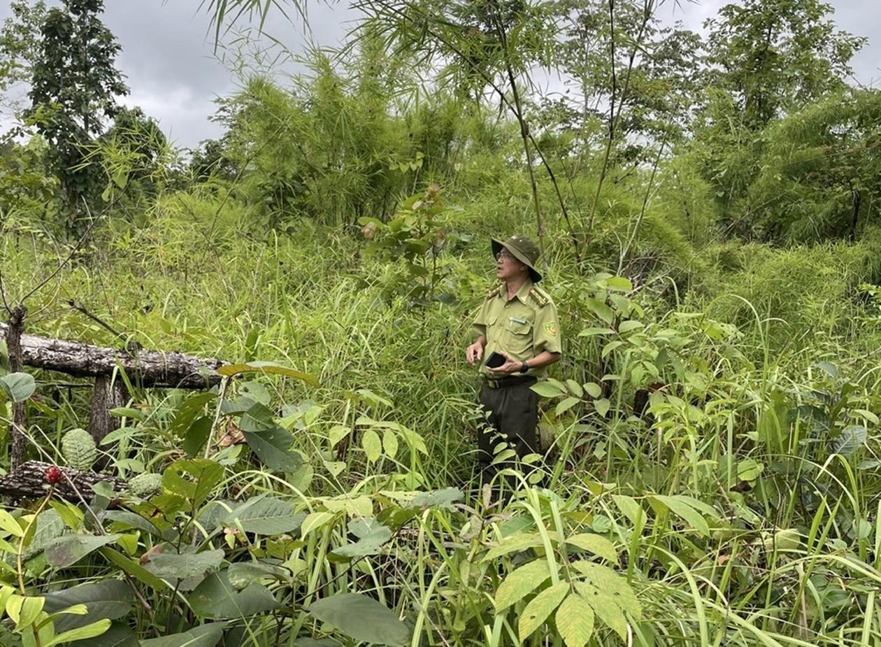 Dân sinh - Phía sau những cánh rừng: Đắk Lắk triển khai đồng bộ nhiều giải pháp (Hình 4).