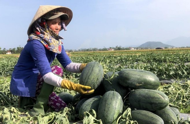 Kinh tế - Thêm cơ hội gia tăng kim ngạch xuất khẩu trái cây vào Trung Quốc (Hình 2).