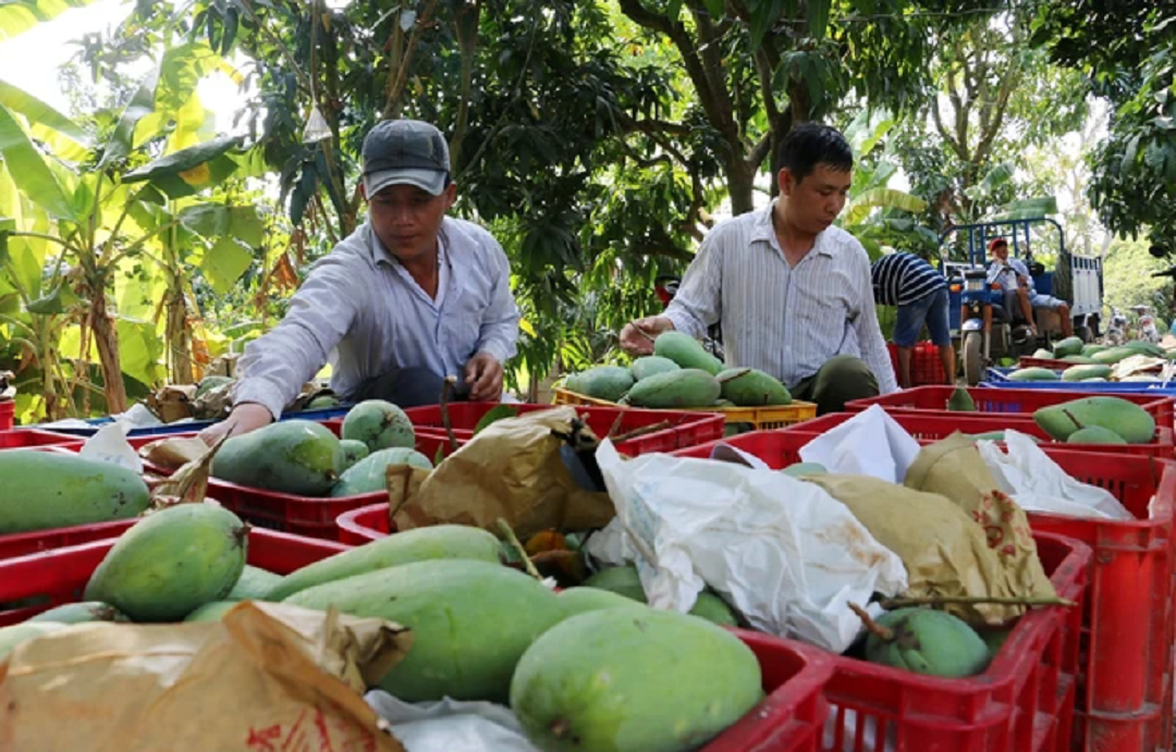 Kinh tế vĩ mô - Xuất khẩu rau quả năm 2024: Dự báo mang về 6,5 tỷ USD