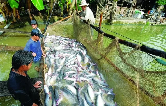 Cá tra là đối tượng nuôi chủ lực của TP. Cần Thơ. Ảnh MH