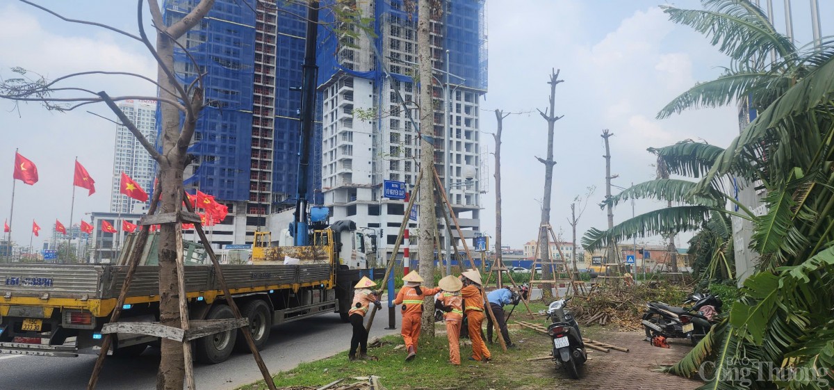 Hải Phòng hoàn thành trồng, dựng lại cây xanh bị gãy, đổ trên nhiều tuyến phố