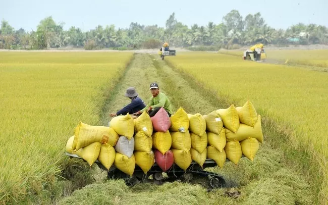 Giá lúa gạo hôm nay 15/10/2024: Thị trường gạo tăng đáng kể, giá gạo xuất khẩu giảm nhẹ