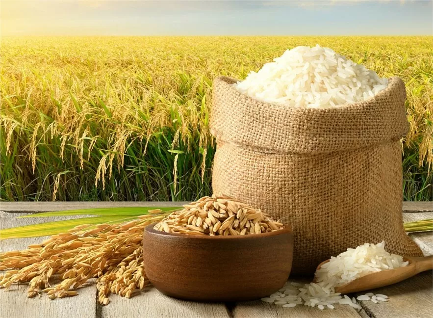 Giá lúa gạo hôm nay ngày 20/11: Gạo thơm ít hàng chào giá cao, nhu cầu mua kho khá Giá lúa gạo hôm nay ngày 20/11: Gạo thơm ít hàng chào giá cao, nhu cầu mua kho khá