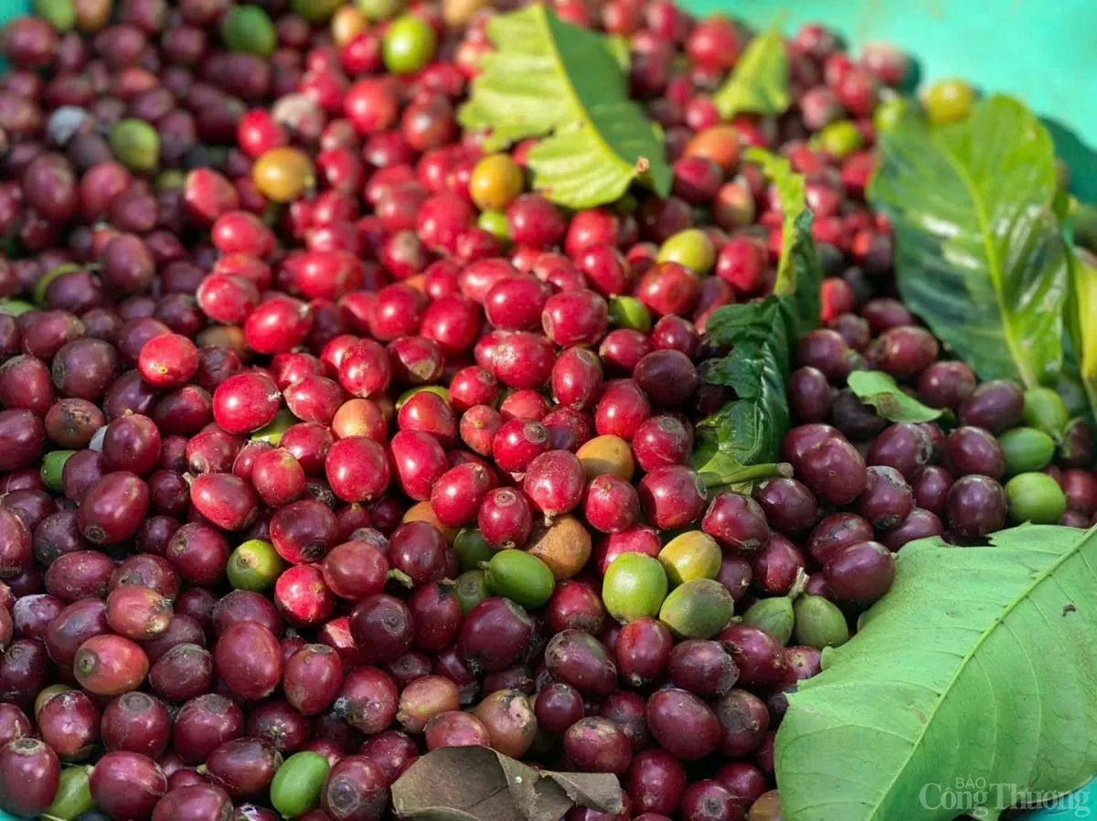 Giá cà phê hôm nay 11/12/2024: Giá cà phê trong Giá cà phê hôm nay 11/12/2024: Giá cà phê trong