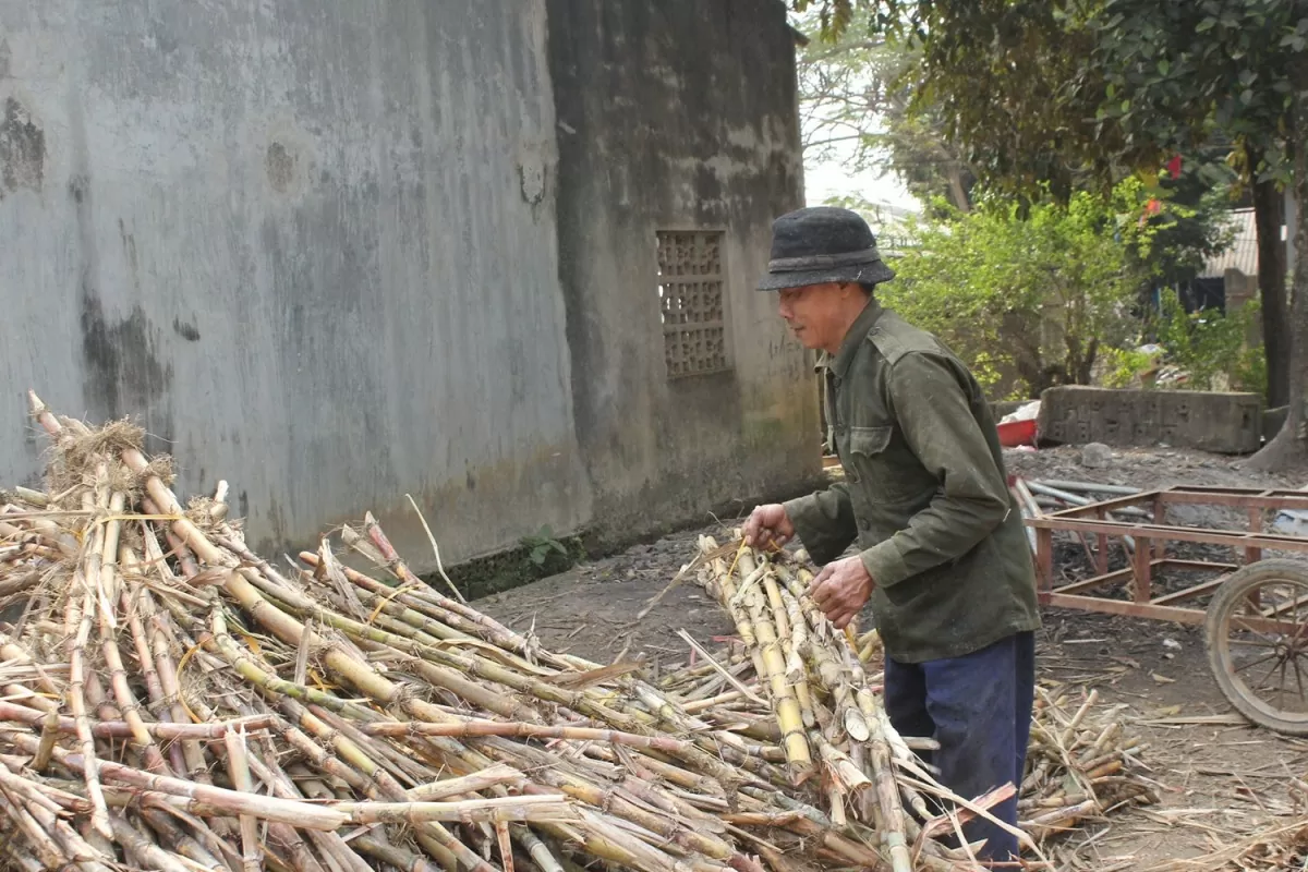 mật mía thạch thành