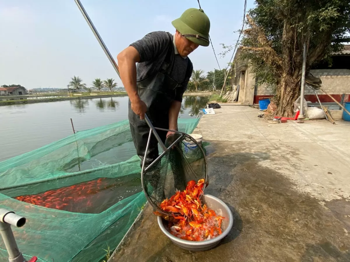 làng cá chép đỏ thanh hóa