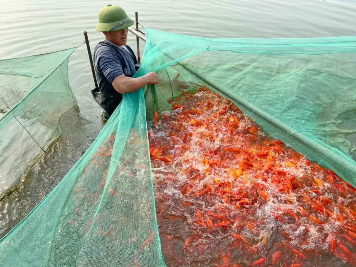 làng cá chép đỏ thanh hóa