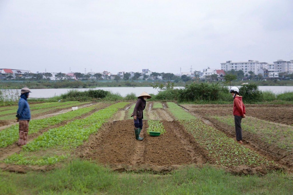 Theo nhiều bà con nông dân đánh giá, thời tiết Đà Nẵng năm nay diễn biến phức tạp với mưa lớn kéo dài, gây ảnh hưởng nghiêm trọng đến năng suất và chất lượng rau (Ảnh Đ.Minh)