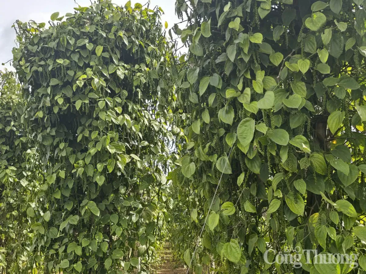 Giá tiêu hôm nay 23/3/2025 trong nước cao nhất 160.500 đồng/kg Giá tiêu hôm nay 23/3/2025 trong nước