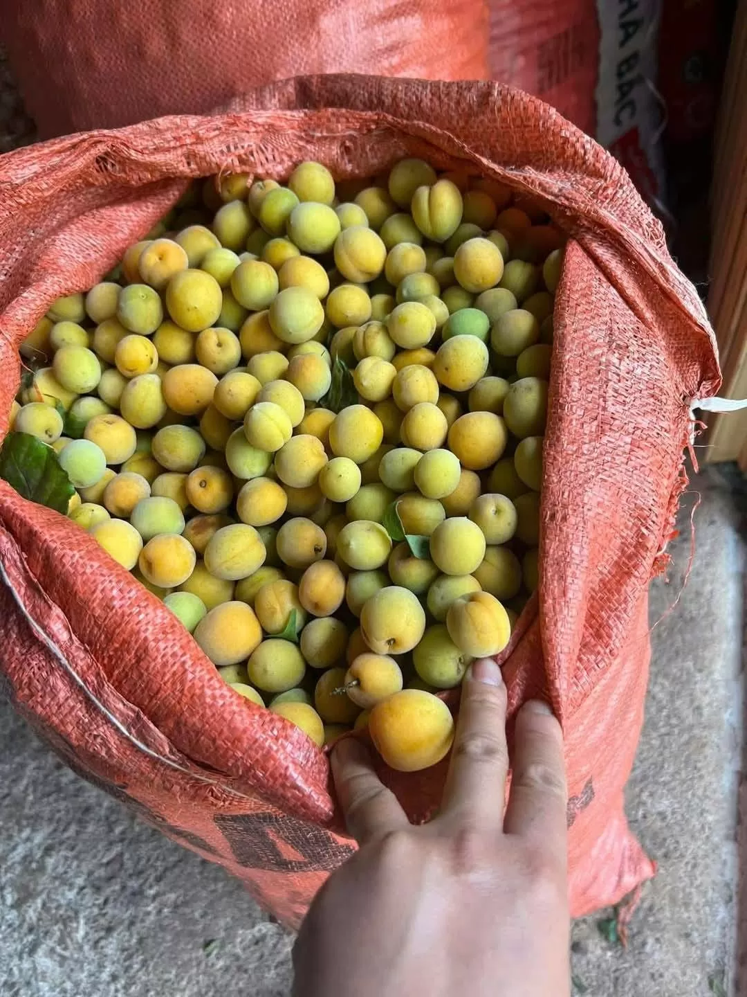 Mơ vàng ngập chợ, người tiêu dùng Hà Nội 'săn đón'
