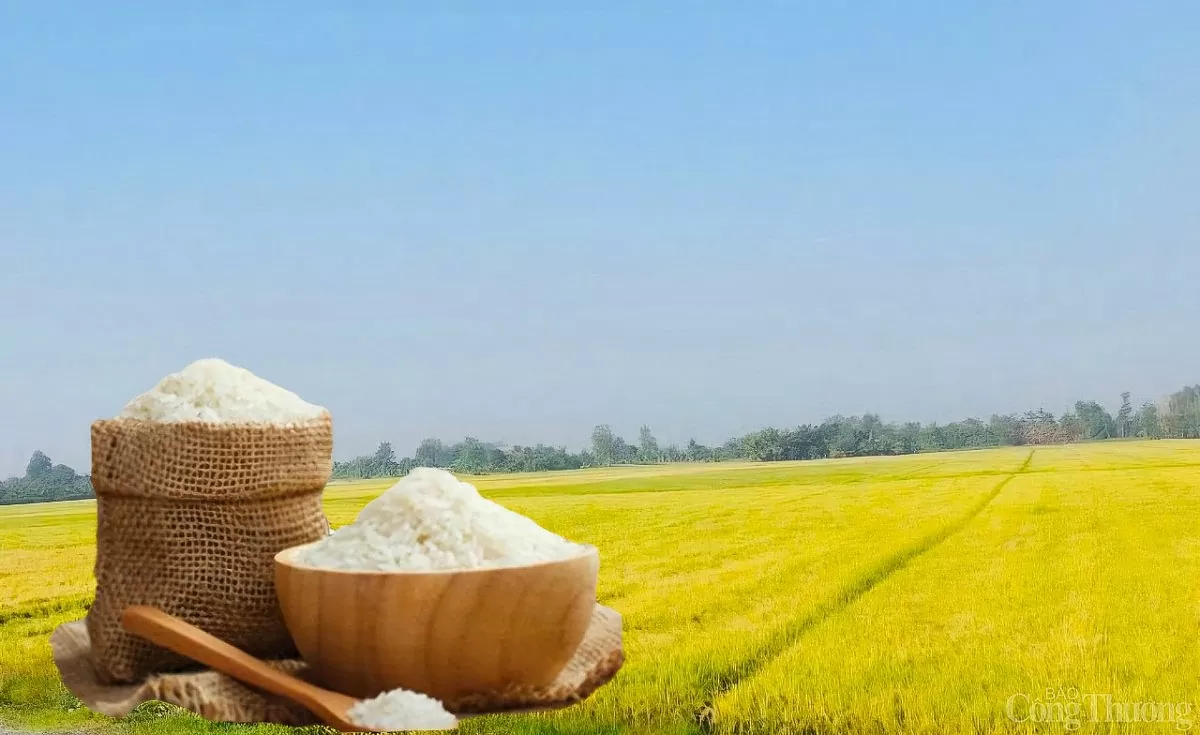 Giá lúa gạo hôm nay ngày 22/5: Thị trường biến động nhẹ Giá lúa gạo hôm nay ngày 23/5: Thị trường biến động nhẹ