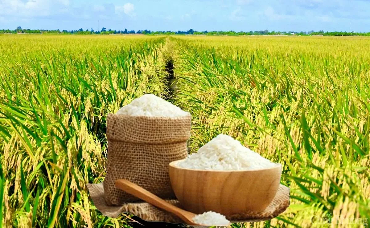 Giá lúa gạo hôm nay ngày 8/6 và tuần qua dao động
