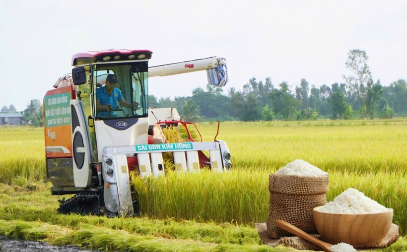 Giá lúa gạo hôm nay ngày 16/6: Lúa tươi xu hướng tăng, mặt hàng gạo tương đối bình ổn. Ảnh: Thanh Minh.
